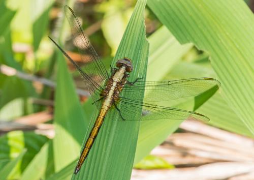 Orthetrum luzonicum